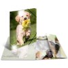 Chemise Herma Glossy Animaux A4 PP Chiens