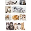 Herma DECOR Autocollants chatons