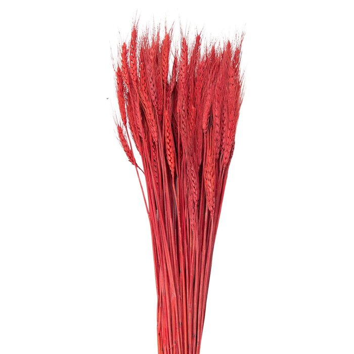 Clayre & Eef 5DF0012 Fleurs séchées dherbe de blé 80 cm (200 gr) rouge