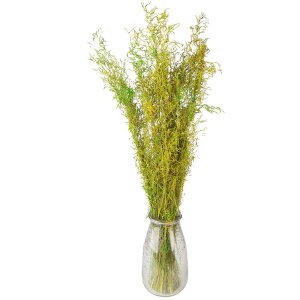 Clayre & Eef 5DF0016 Fleurs séchées 90 cm (50 gr) Vert