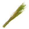 Clayre & Eef 5DF0016 Fleurs séchées 90 cm (50 gr) Vert