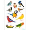 HERMA 15477 Autocollants oiseaux Multicolore Set décoratif oiseaux